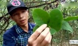 嫩草香味手机在线观看,手机在线解锁清新时光